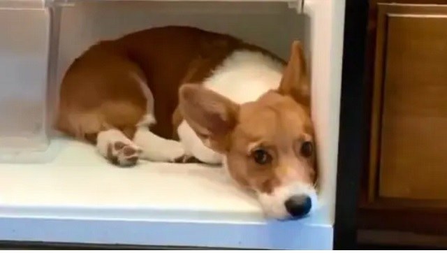 Watch: Video of dog 'chilling' inside refrigerator goes viral, melts hearts Watch: Video of dog 'chilling' inside refrigerator goes viral, melts hearts