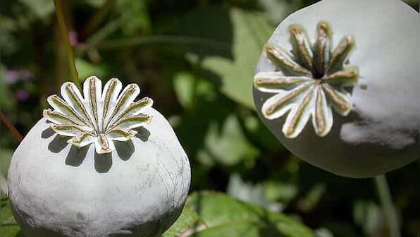 To the west of India, a great empire of opium is rising. New Delhi needs to act, fast