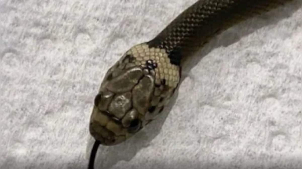 Snake shocks Sydney shoppers by slithering along supermarket shelf; video goes viral