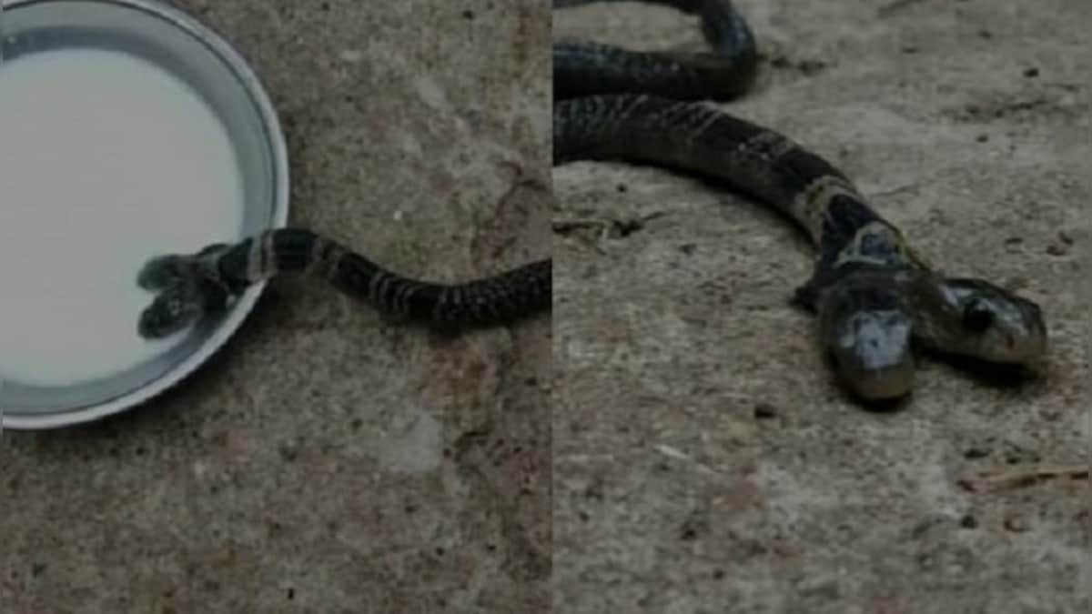 Rare two-headed cobra found in Uttarakhand, sent to rescue centre in ...