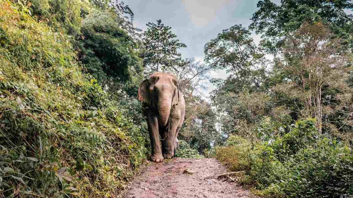 India to conduct first scientific estimation of its elephant population in 2022