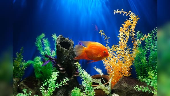 Beautify your aquarium with these accessories