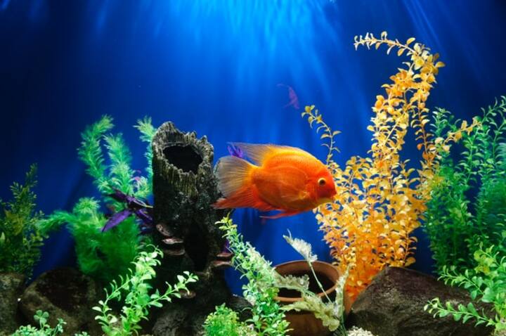 Beautify your aquarium with these accessories