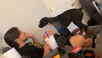Watch: Dog 'argues' with dad to put away laptop; cute video leaves netizens in splits