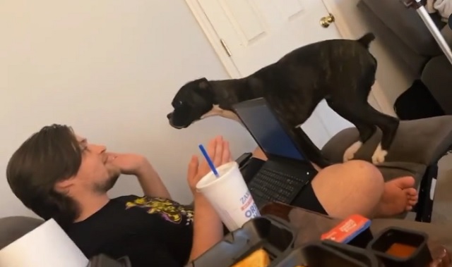 Watch: Dog 'argues' with dad to put away laptop; cute video leaves netizens in splits Watch: Dog 'argues' with dad to put away laptop; cute video leaves netizens in splits