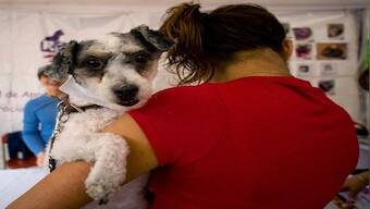 International Dog Day 2021: History and amazing facts about ‘man’s best friend’