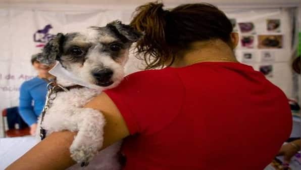 International Dog Day 2021: History and amazing facts about ‘man’s best friend’