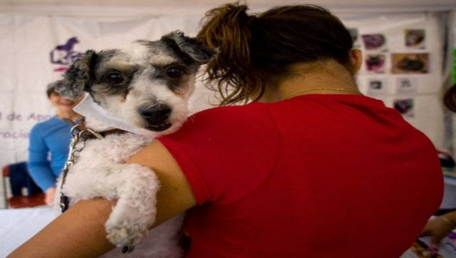 International Dog Day 2021: History and amazing facts about ‘man’s best friend’ International Dog Day 2021: History and amazing facts about ‘man’s best friend’