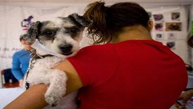 International Dog Day 2021: History and amazing facts about ‘man’s best friend’