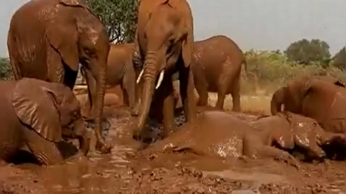 Watch: Elephants enjoy bathing in muddy water; netizens comment on remarkable 'pool party'