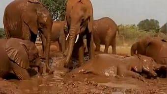 Watch: Elephants enjoy bathing in muddy water; netizens comment on remarkable 'pool party'