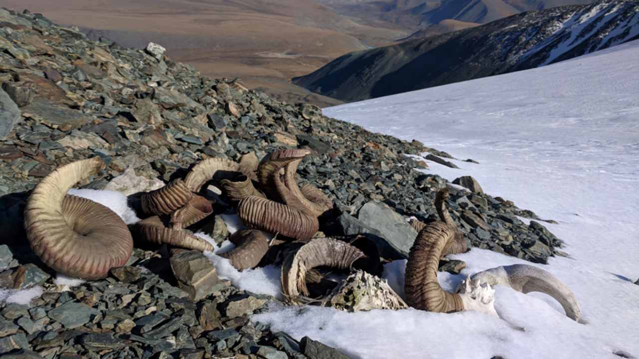 Een 1500 jaar oude stapel argali-schapenschedels en hoornvlechten, waarschijnlijk opzettelijk opgestapeld door oude jagers, smelt van de rand van een gletsjer in West-Mongolië.  William Taylor, CC BY-ND