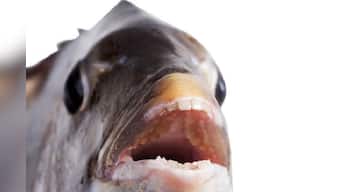 Fish with human-like teeth caught off the coast of North Carolina's Outer Banks