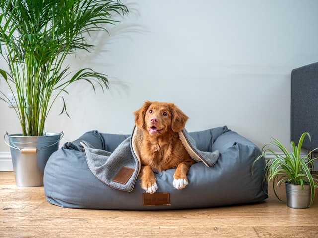 Comfortable beds for dogs Comfortable beds for dogs