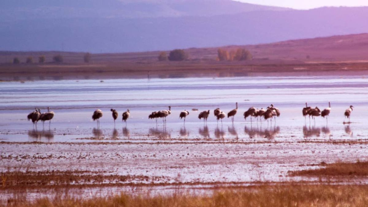 COP15 — UN's biodiversity summit has been postponed to April 2022 due to the pandemic