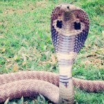 Video of a king cobra 'standing up' during a rescue goes viral; social media users left speechless