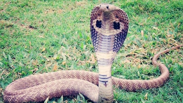 Watch: 'Thirsty' black cobra drinks water from glass, video sends chills on internet
