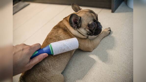 Pet products for your home