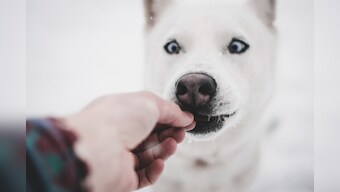 Top treats to improve your dog's oral health