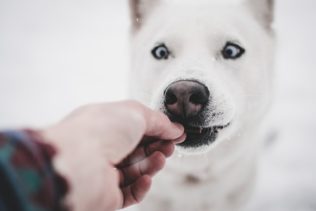 Top treats to improve your dog's oral health Top treats to improve your dog's oral health