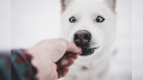 Top treats to improve your dog's oral health