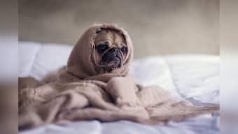 Pet products for your dogs so that they can live comfortably