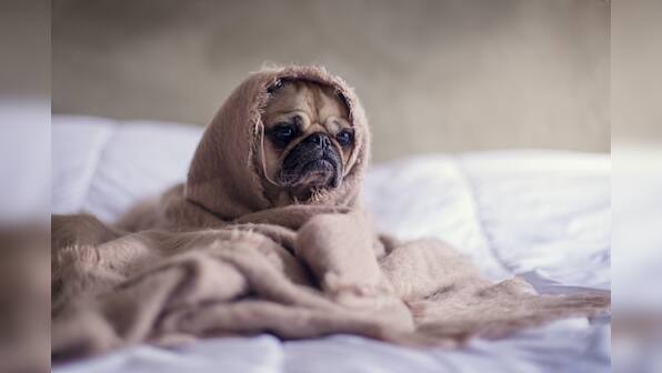 Pet products for your dogs so that they can live comfortably