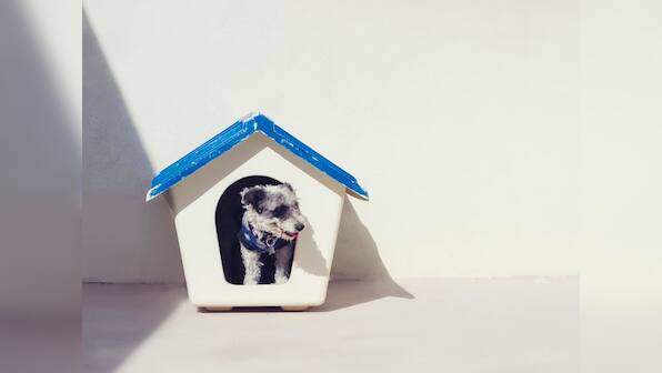 Foldable houses for dogs and cats