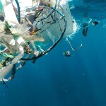 Migratory animals are 'most vulnerable' to plastic pollution, microplastics finds UN Asia-Pacific regional report
