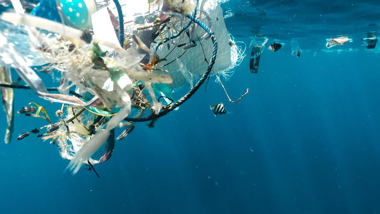 Migratory animals are 'most vulnerable' to plastic pollution, microplastics  finds UN Asia-Pacific regional report- Technology News, Firstpost