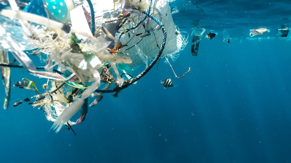 Migratory animals are 'most vulnerable' to plastic pollution, microplastics finds UN Asia-Pacific regional report