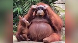 Watch: Orangutan tries on sunglasses after visitor drops them into enclosure at Indonesia zoo