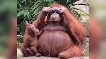 Watch: Orangutan tries on sunglasses after visitor drops them into enclosure at Indonesia zoo