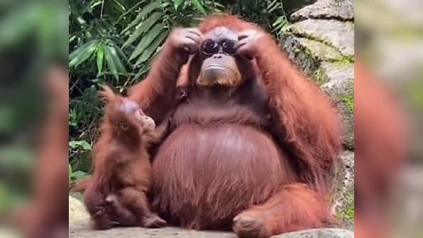 Watch: Orangutan tries on sunglasses after visitor drops them into enclosure at Indonesia zoo
