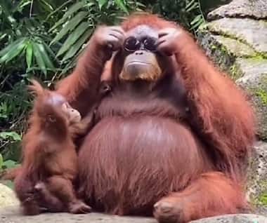 Watch: Orangutan tries on sunglasses after visitor drops them into enclosure at Indonesia zoo