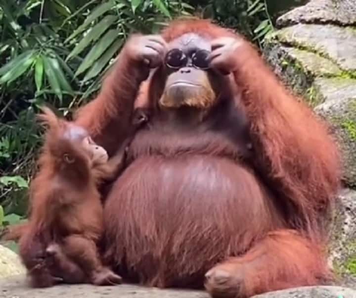 Watch: Orangutan tries on sunglasses after visitor drops them into enclosure at Indonesia zoo