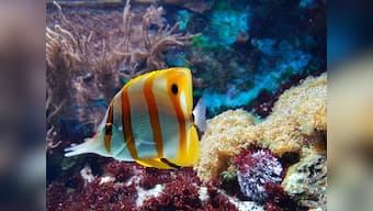 Accessories to beautify your aquarium