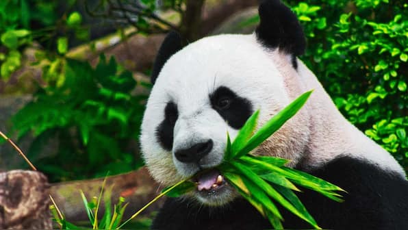 IUCN's conservation congress message — Wildlife protection is a necessity, not a noble gesture