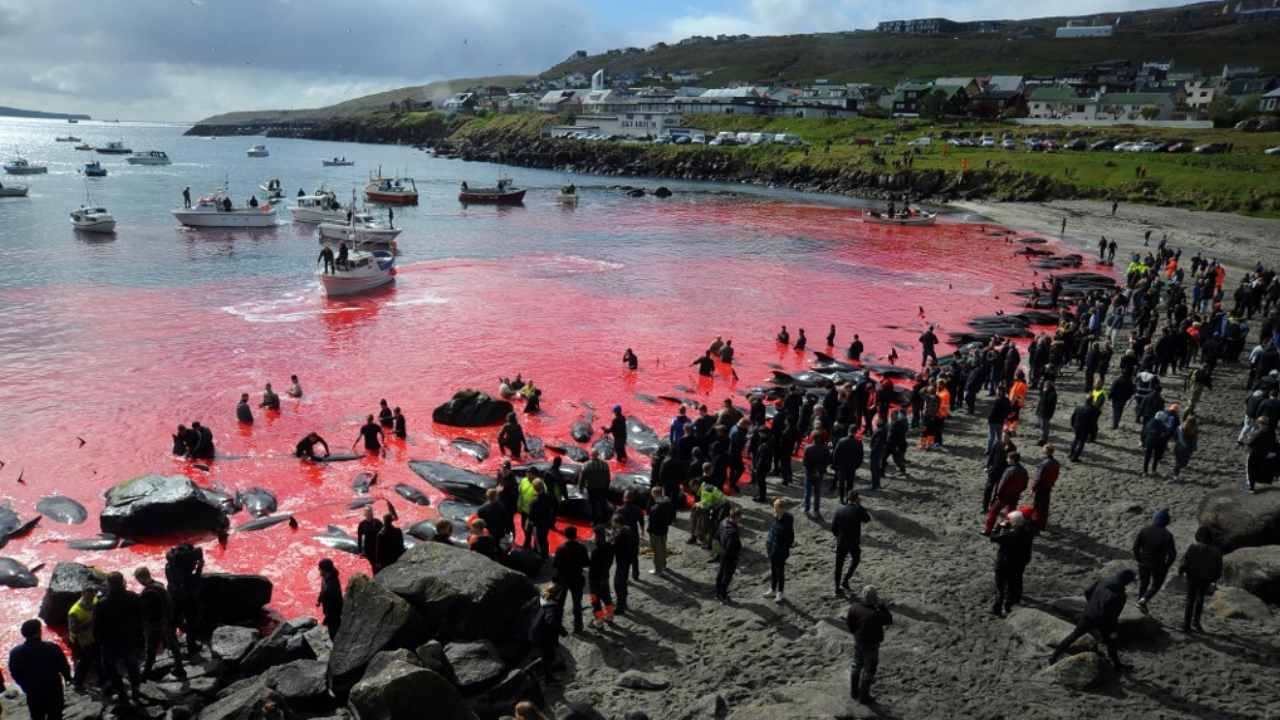 In this file photo taken on May 29, 2019 people gather in front of the sea, coloured red, during a pilot whale hunt in Torshavn, Faroe Islands. Every summer in the Faroe Islands, hundreds of pilot whales and dolphins are slaughtered in drive hunts known as the 
