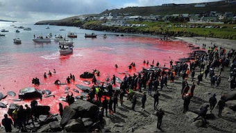 Faroe Islands government calls for re-evaluation of traditional hunt after citizens slaughter 1,400 dolphins