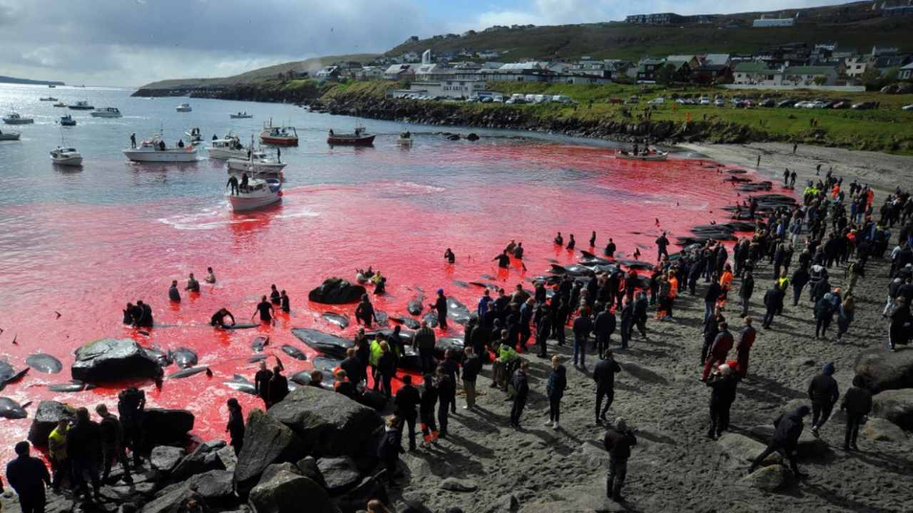 Faroe Islands government calls for re-evaluation of traditional hunt after citizens slaughter 1,400 dolphins Faroe Islands government calls for re-evaluation of traditional hunt after citizens slaughter 1,400 dolphins