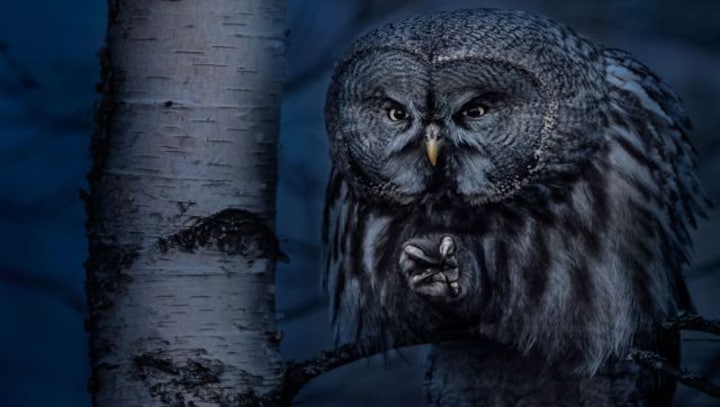 Bird Photographer of the Year contest: Snaps of staring owl, puzzled greater roadrunner among winners