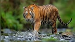 BMC-run schools to have 'Waghoba tiger Club': From nature trails to raising awareness on wildlife, what's in the pipeline