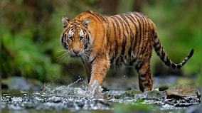 BMC-run schools to have 'Waghoba tiger Club': From nature trails to raising awareness on wildlife, what's in the pipeline