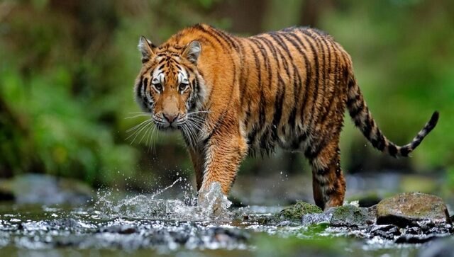 Watch: Duck plays hide and seek with tiger; leaves internet users in splits Watch: Duck plays hide and seek with tiger; leaves internet users in splits
