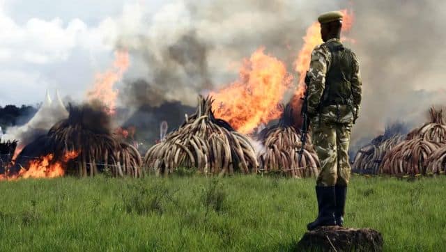 File photo of Kenyan Wildlife Services rangers standing guard around pyres of elephant tusks, ivory figurines and rhinoceros horns. AFP