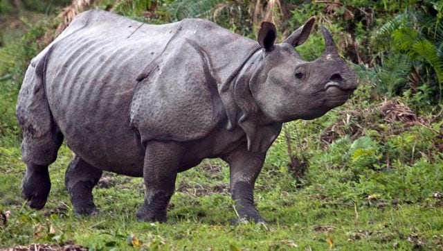 Assam isn't the first to burn rhino horns: A look at where stockpiles ...