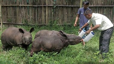 Why rhinos are endangered species and what can the world do to save them