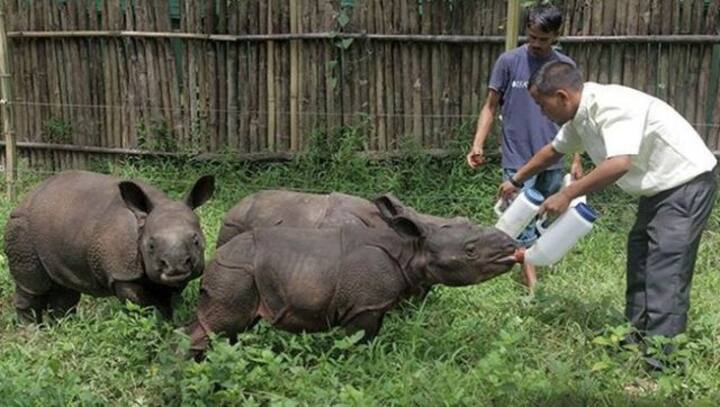 Why rhinos are endangered species and what can the world do to save them