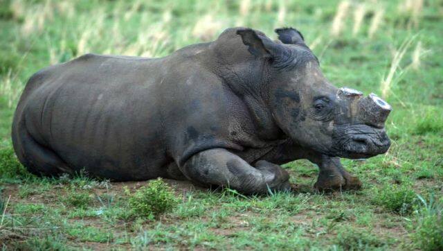 A de-horned rhino slowly wakes up after his horn was trimmed at John Hume's Rhino Ranch in Klerksdorp, in the North Western Province of South Africa. AFP